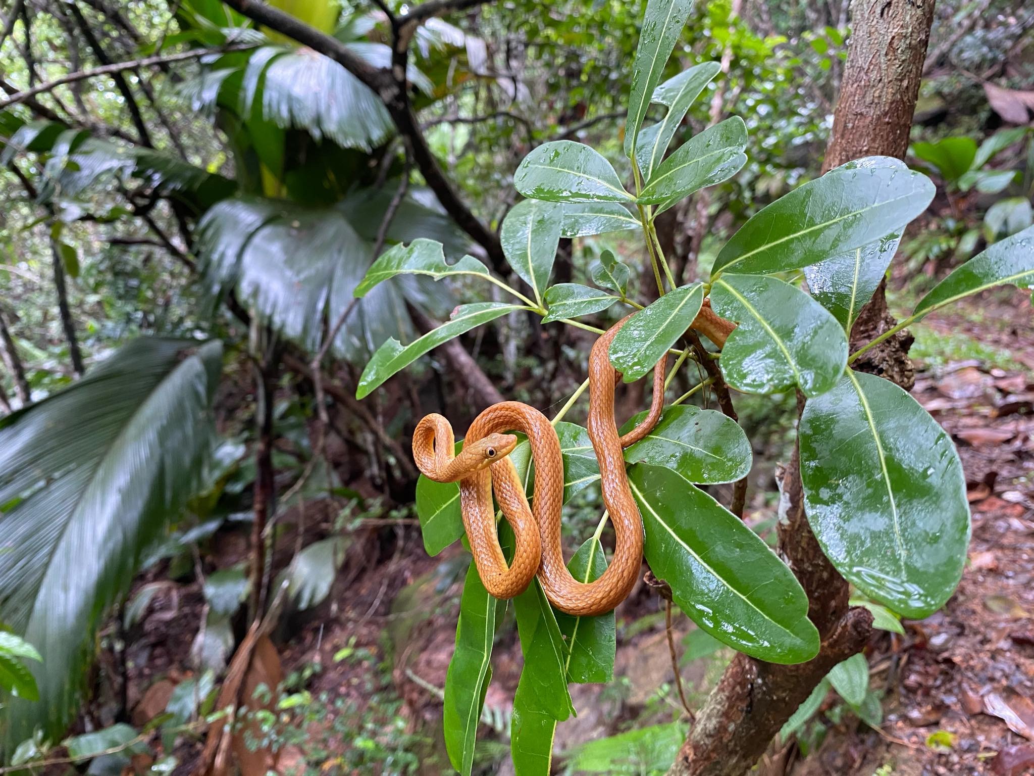 セーシェル共和国, セーシェル国立公園